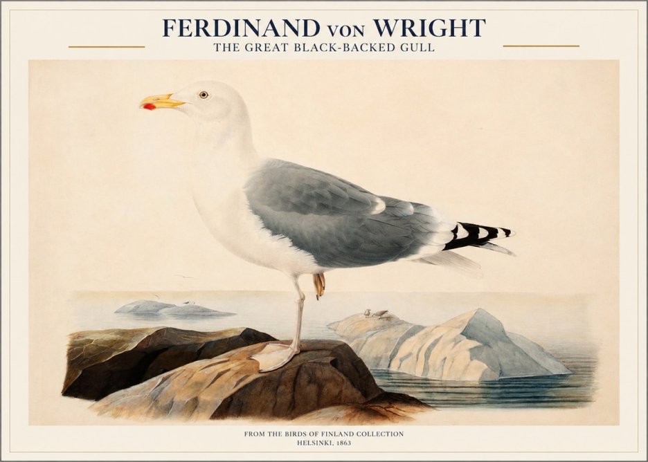 Ferdinand von Wright The Great Black-backed Gull No1 - Poszter