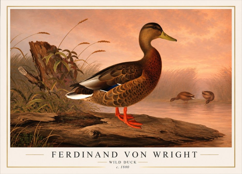 Ferdinand von Wright Wild Duck No1 - Poszter