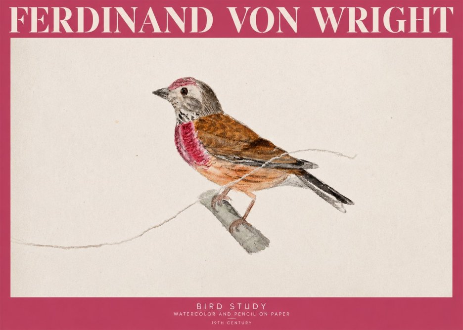 Ferdinand von Wright Bird Study No2 - Poszter