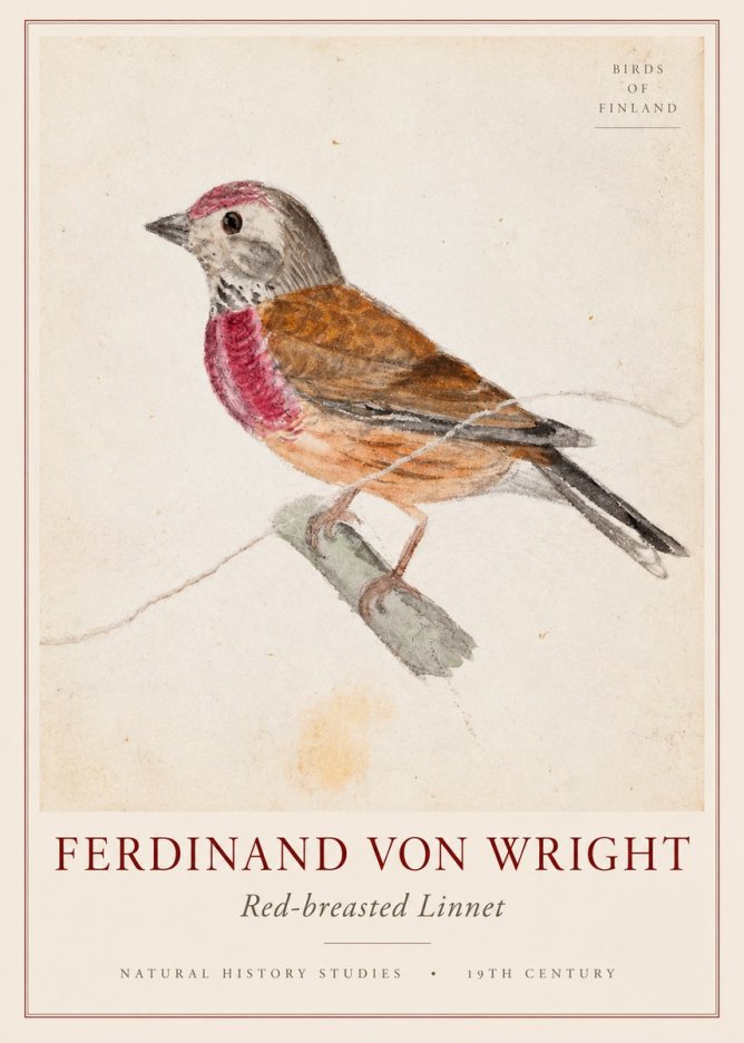 Ferdinand von Wright Bird Study No3 - Poszter