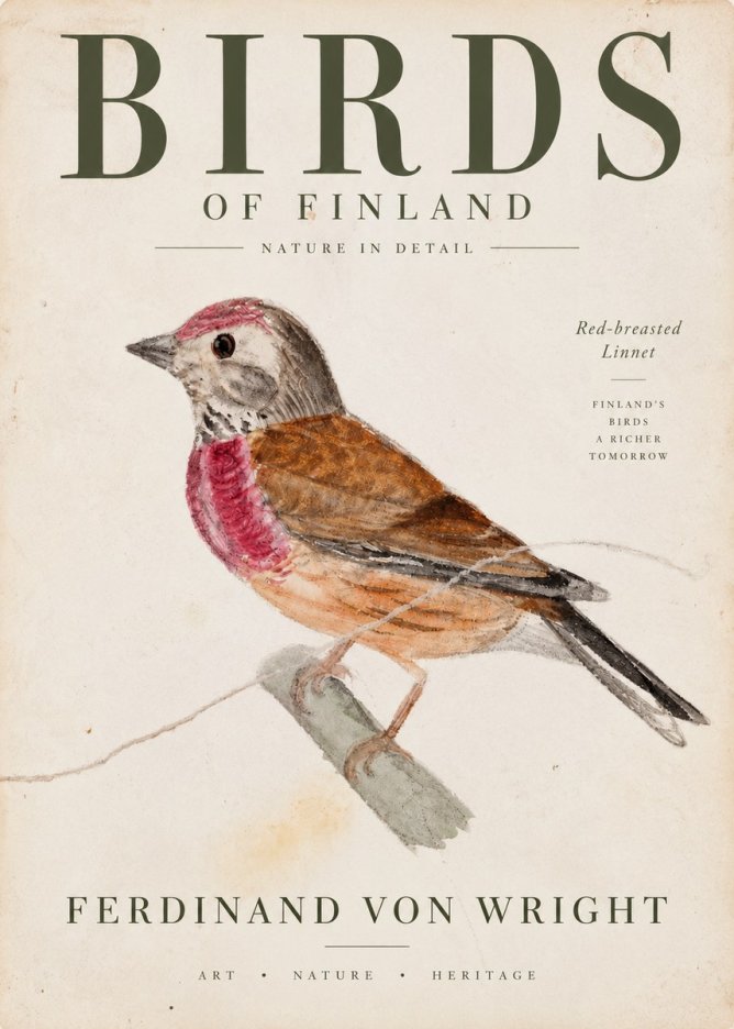 Ferdinand von Wright Bird Study No4 - Poszter