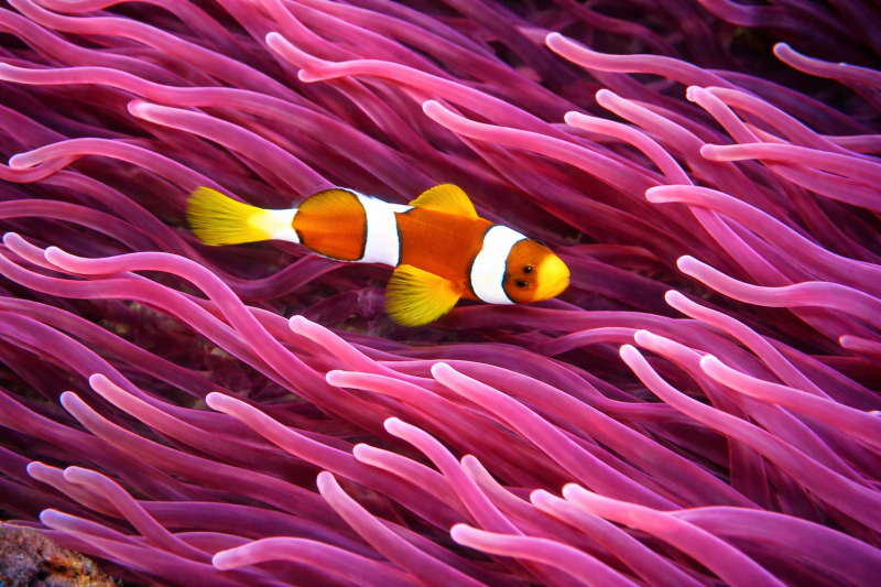 Uploaded
wallpaper