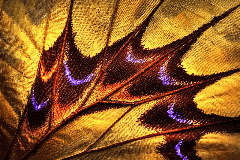 Uploaded
wallpaper