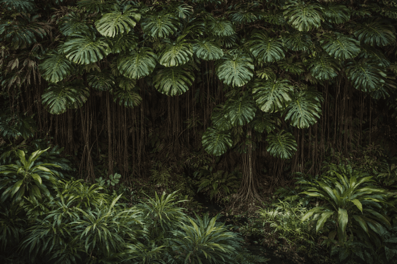 Uploaded
wallpaper