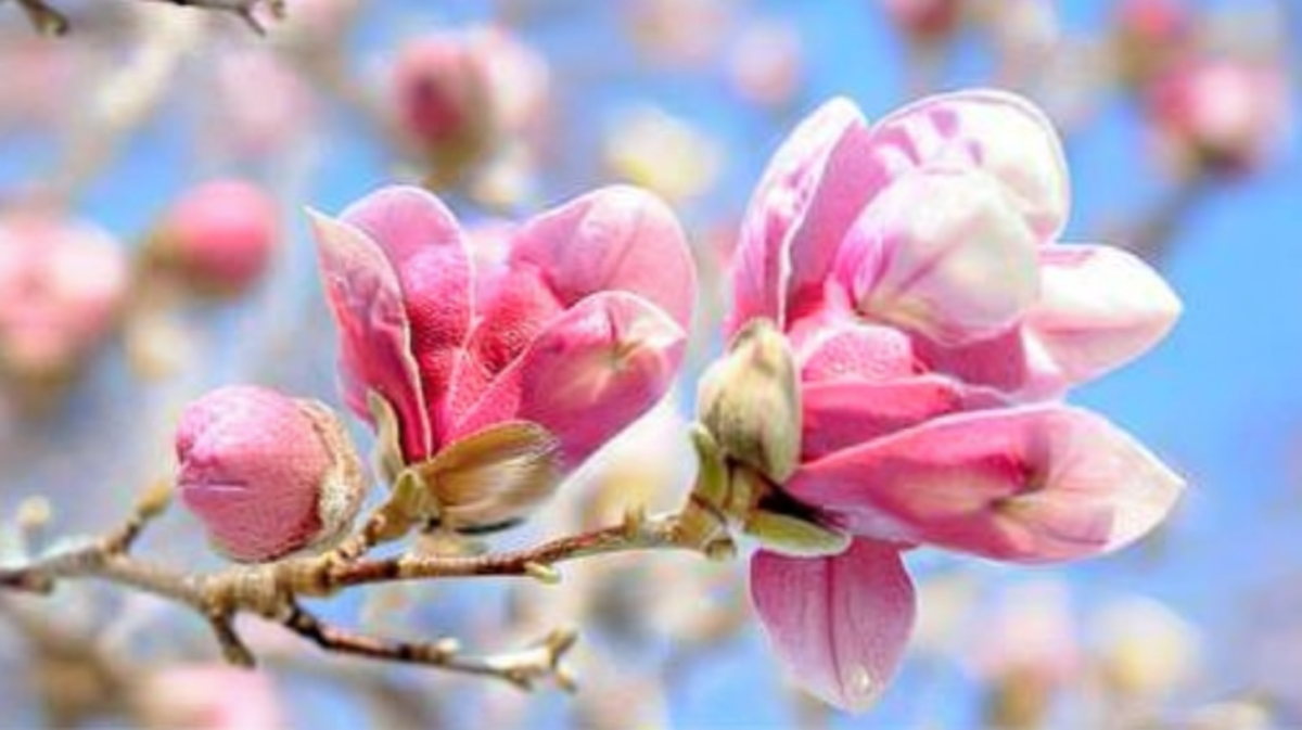 Petal Fragments