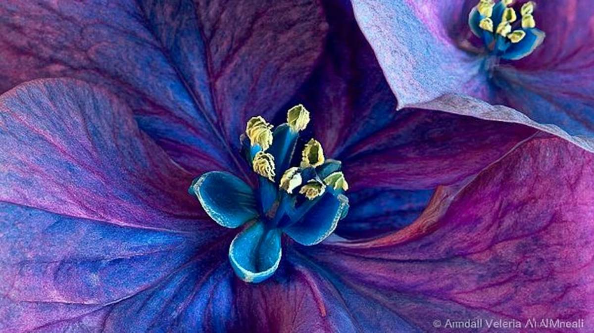 Petal Dreamscape
