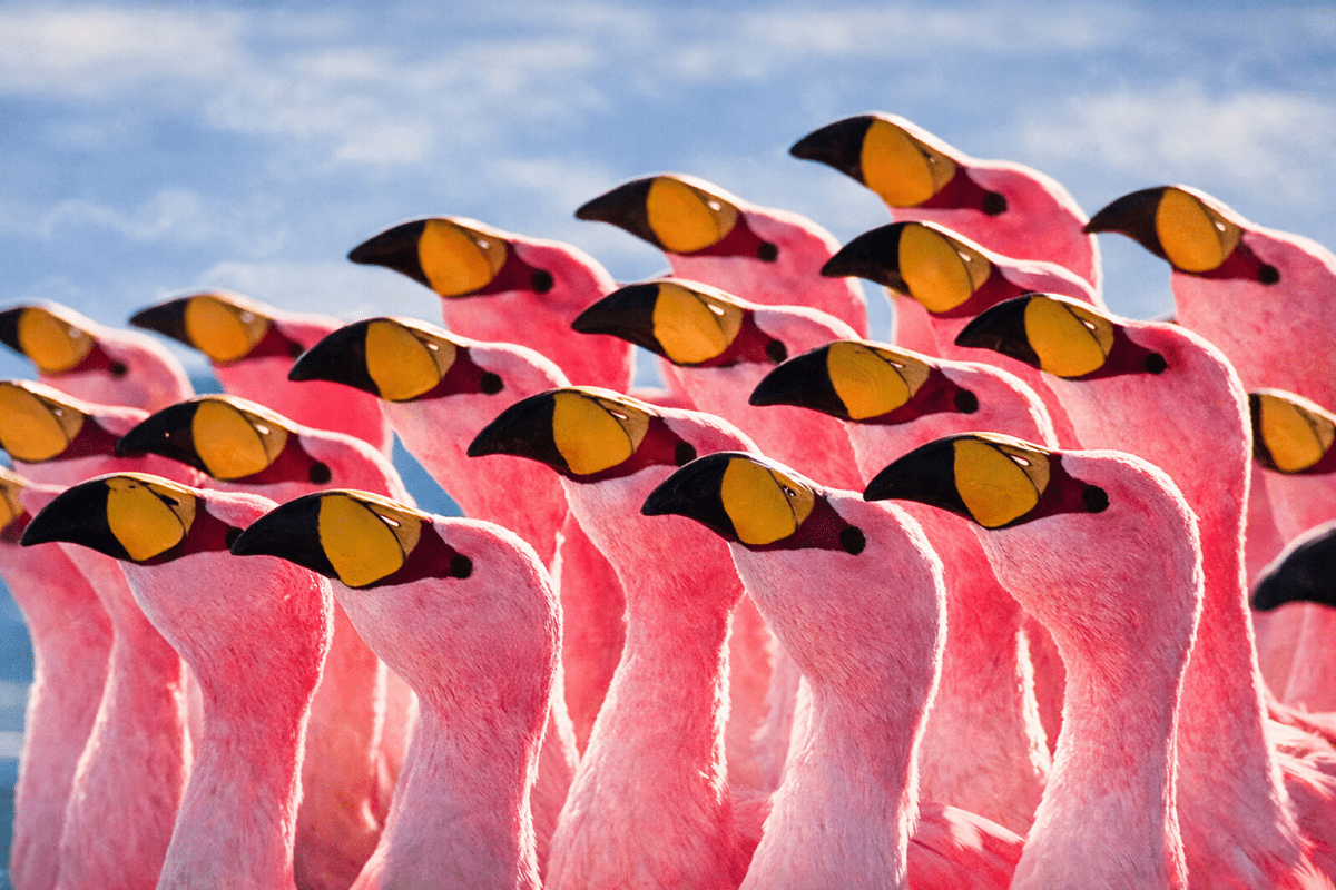 Flamingo Chorus
