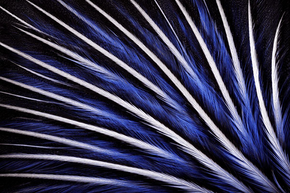 Feathered Requiem