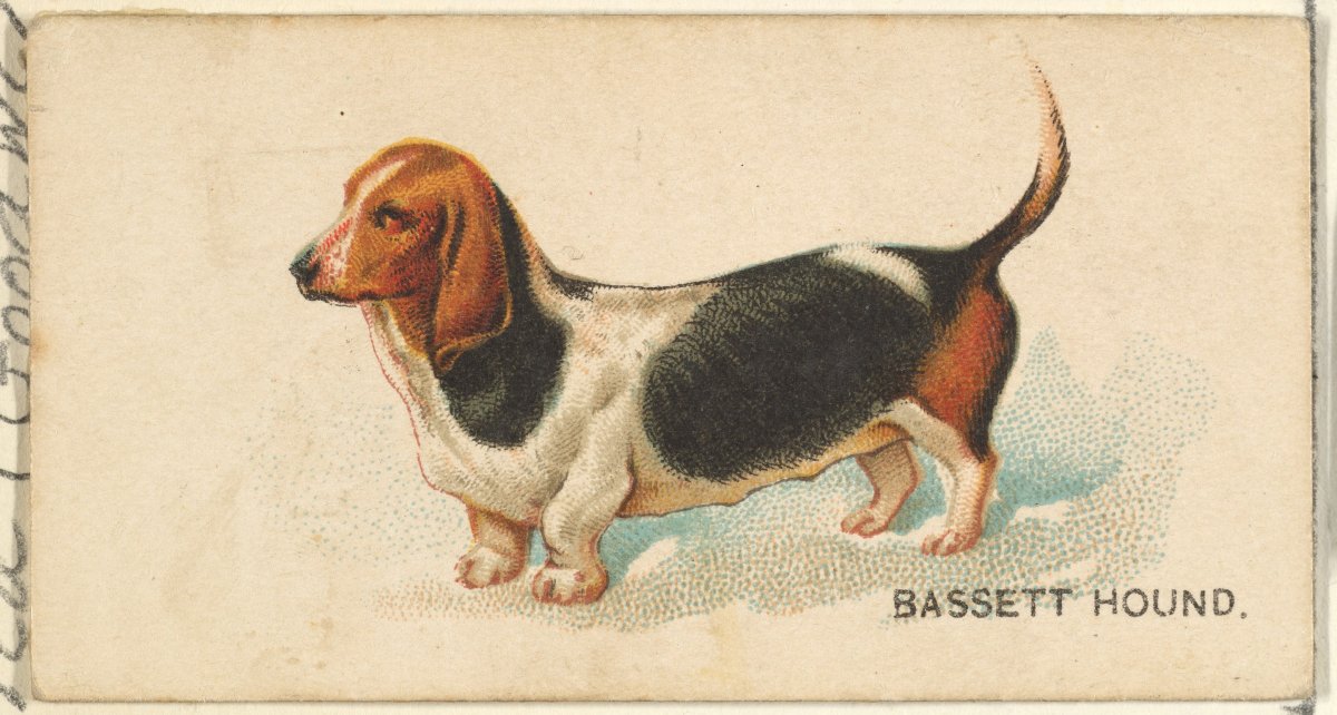 Basset Curiosity