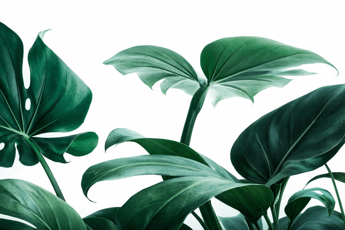 Leafy Reverie