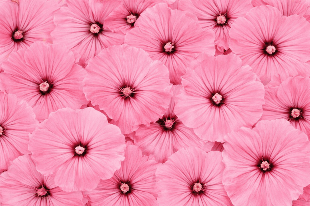 Pink Petal Mosaic