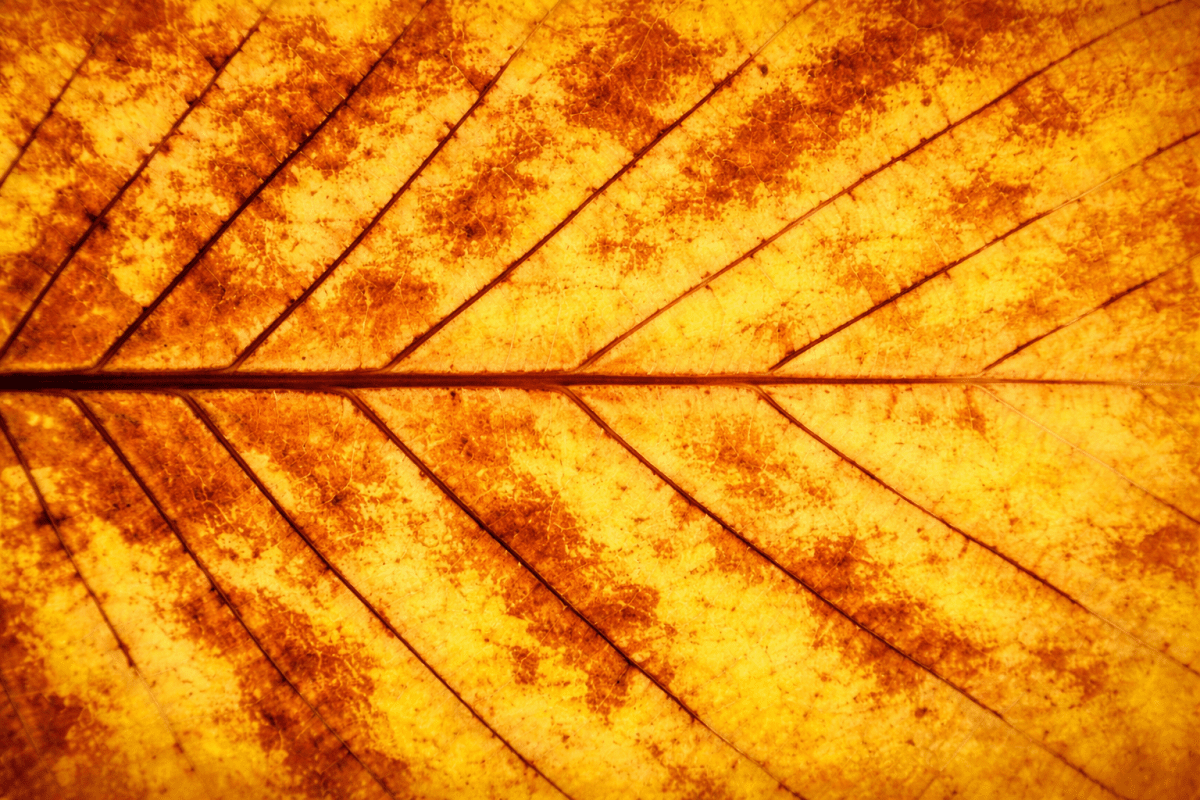 Amber Leaf Veins