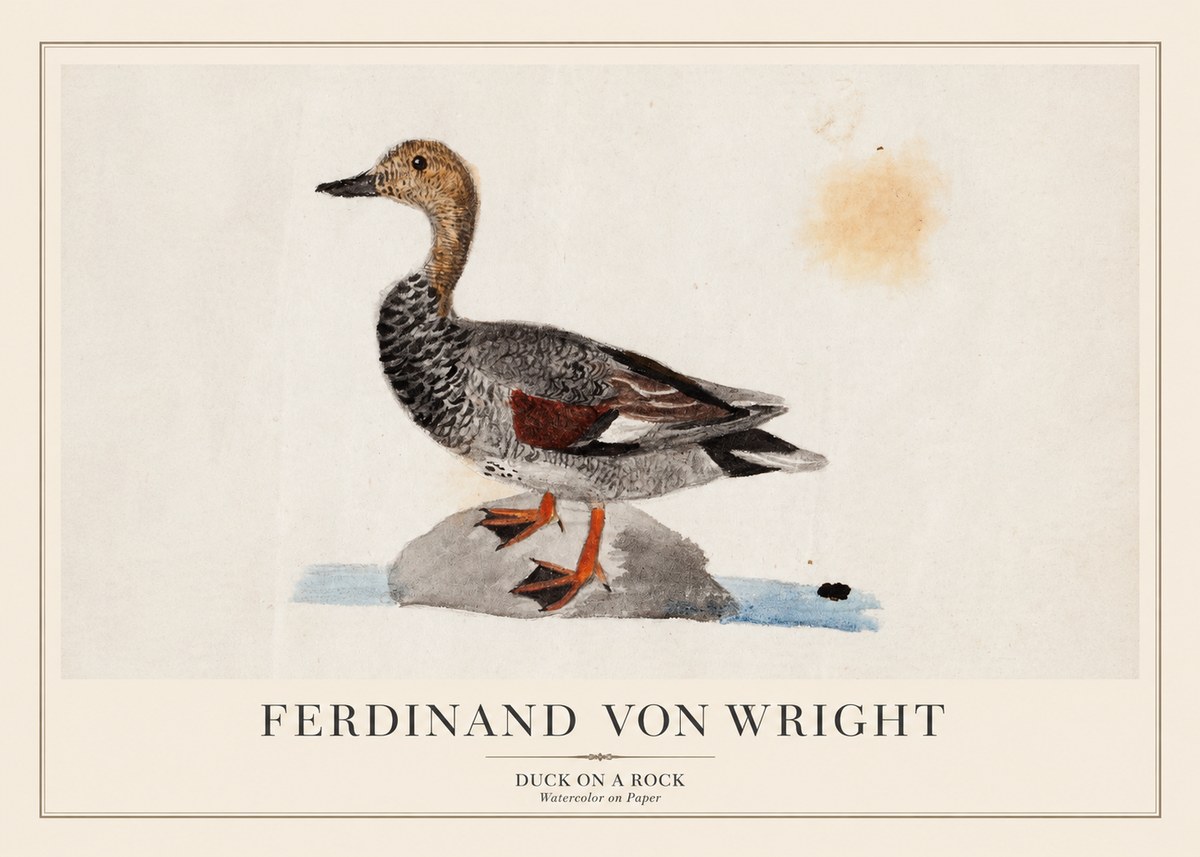 Ferdinand von Wright Duck on a Rock No1 - Poszter