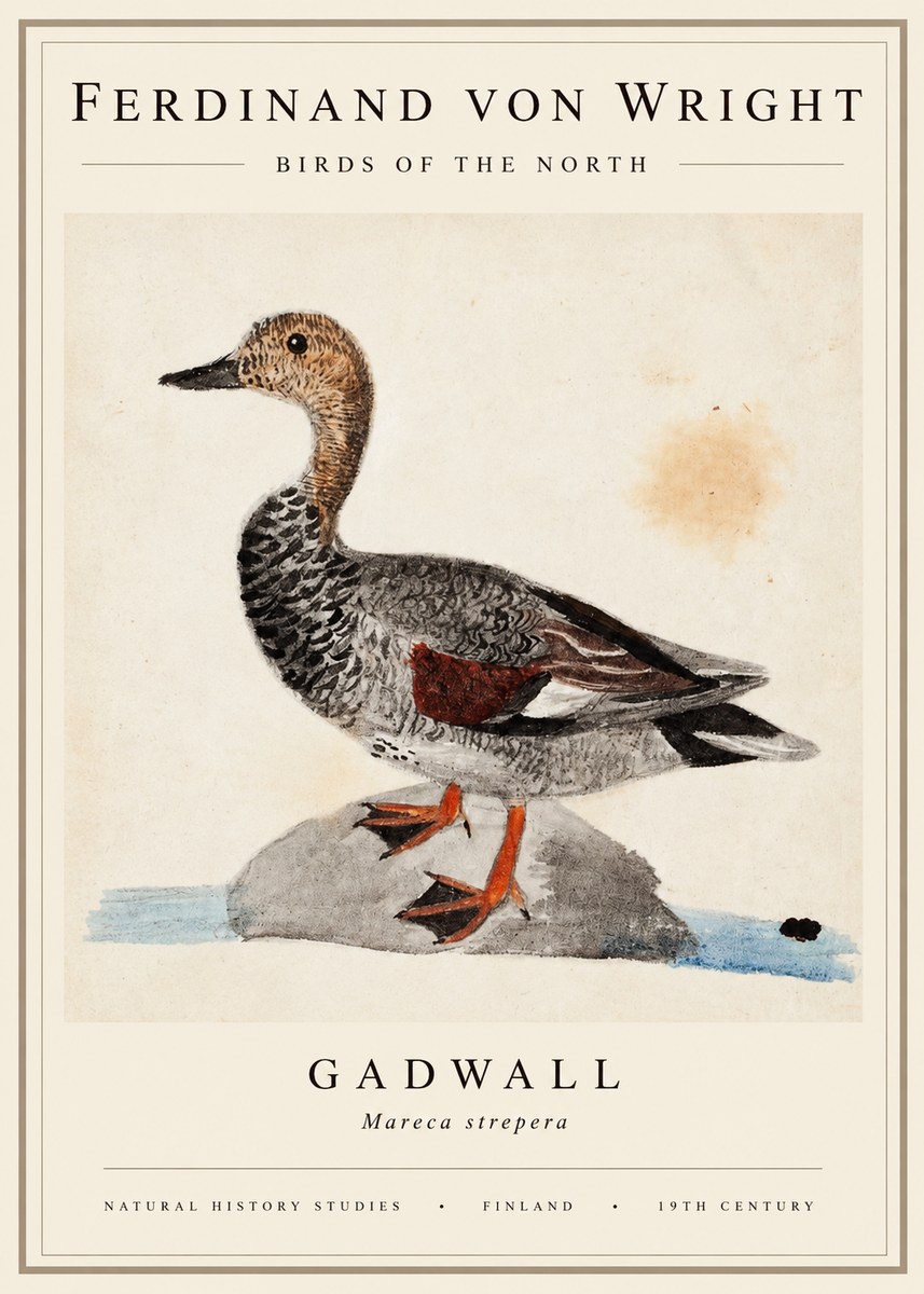 Ferdinand von Wright Duck on a Rock No3 - Poszter