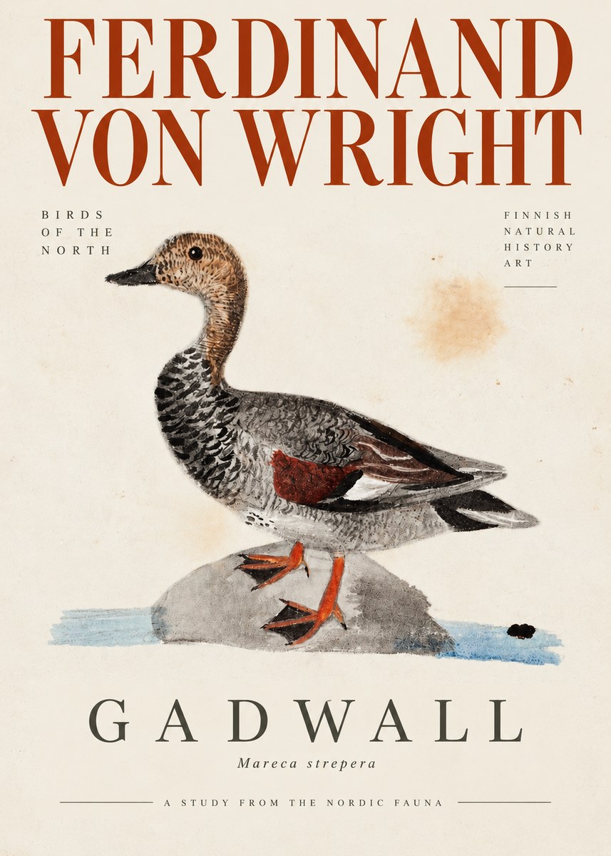 Ferdinand von Wright Duck on a Rock No4 - Poszter