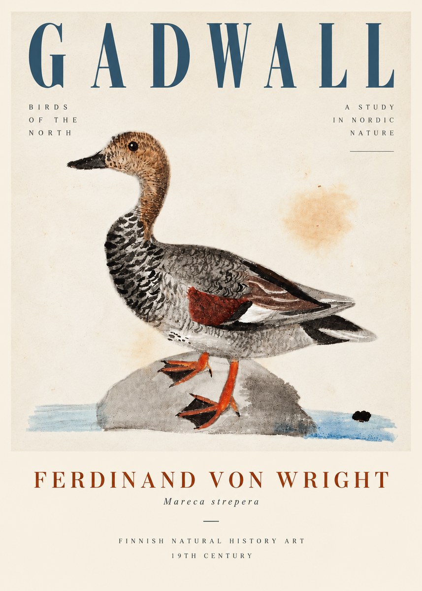 Ferdinand von Wright Duck on a Rock No5 - Poszter