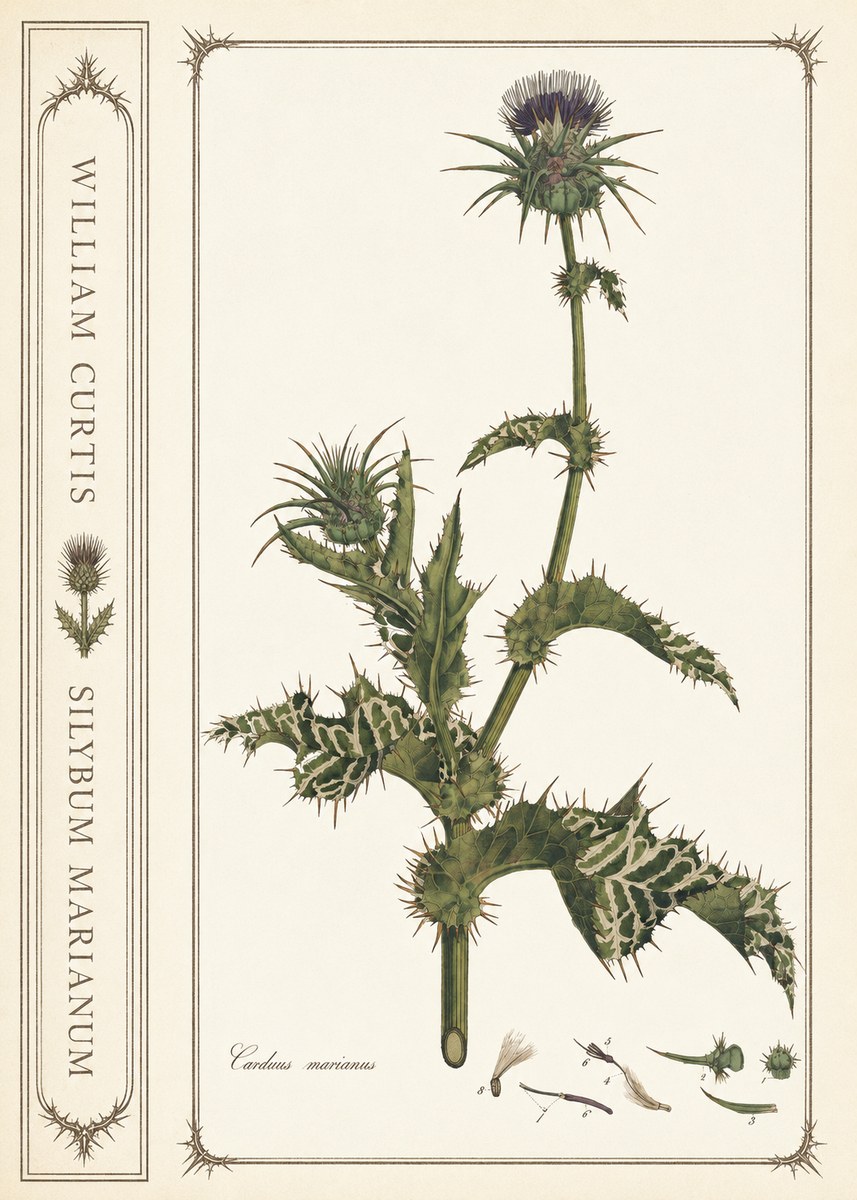 William Curtis Silybum Marianum No2 - Poszter