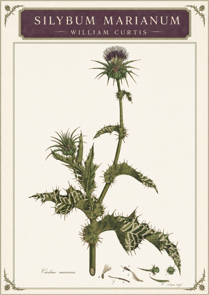 William Curtis Silybum Marianum No3 - Poszter
