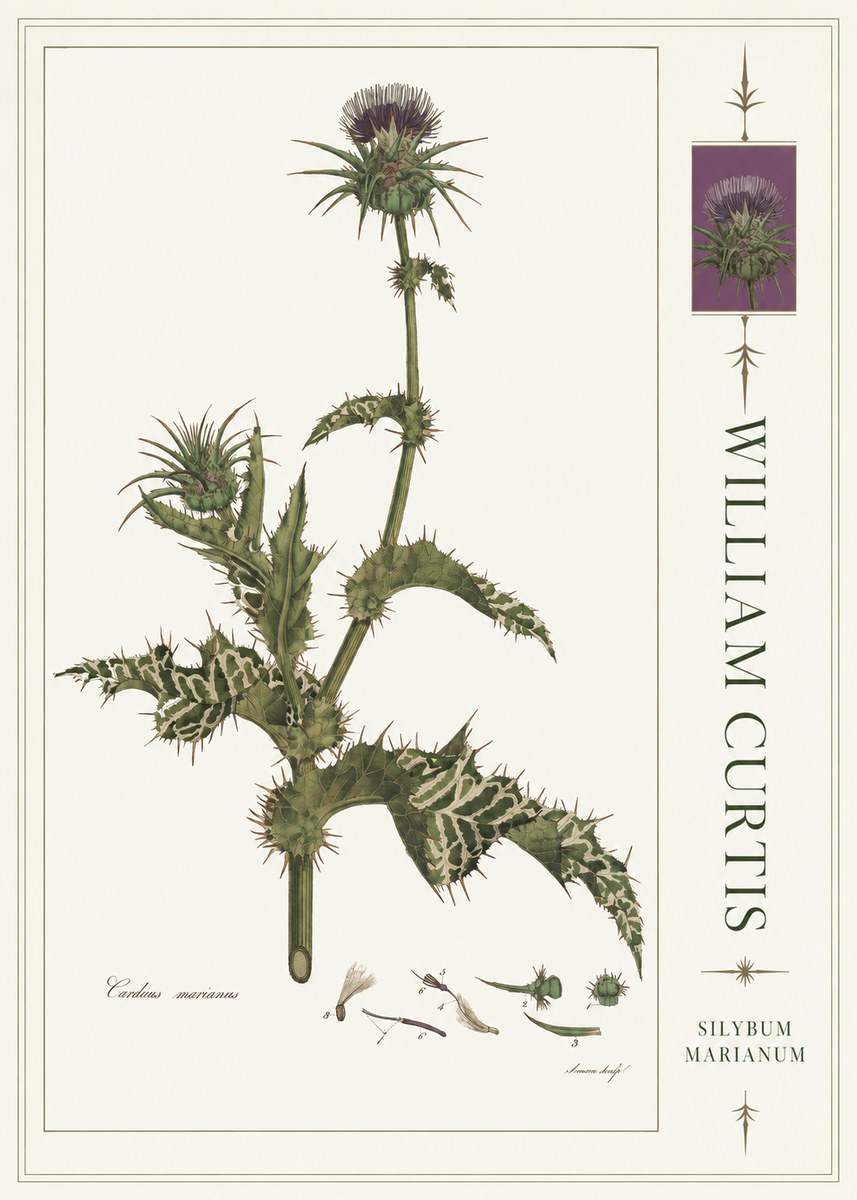 William Curtis Silybum Marianum No4 - Poszter