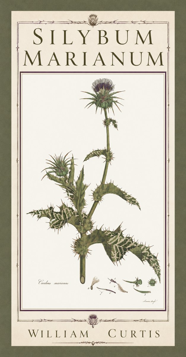 William Curtis Silybum Marianum No5 - Poszter