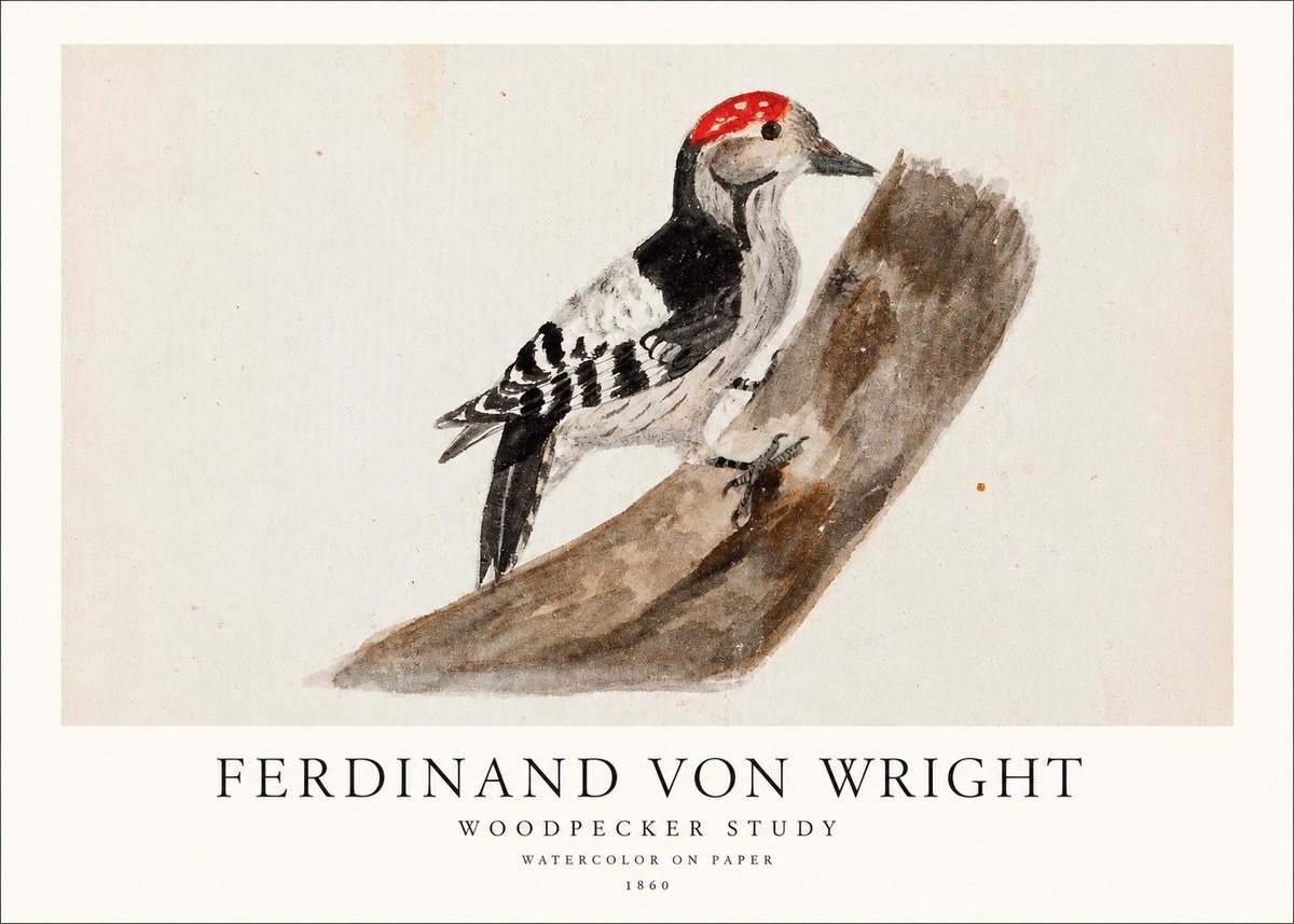 Ferdinand von Wright Woodpecker Study No1 - Poszter