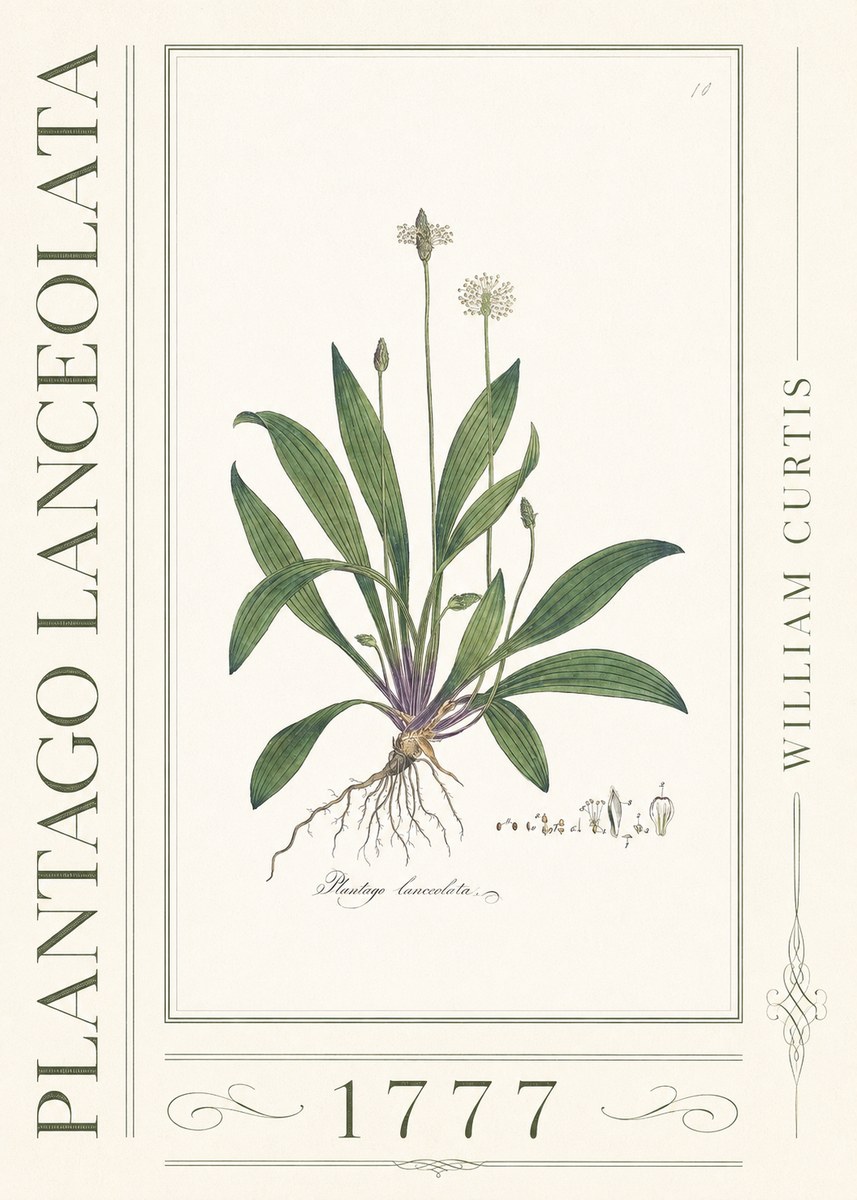 William Curtis Plantago Lanceolata I No3 - Poszter