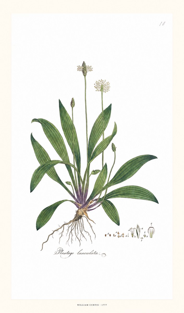 William Curtis Plantago Lanceolata I No6 - Poszter