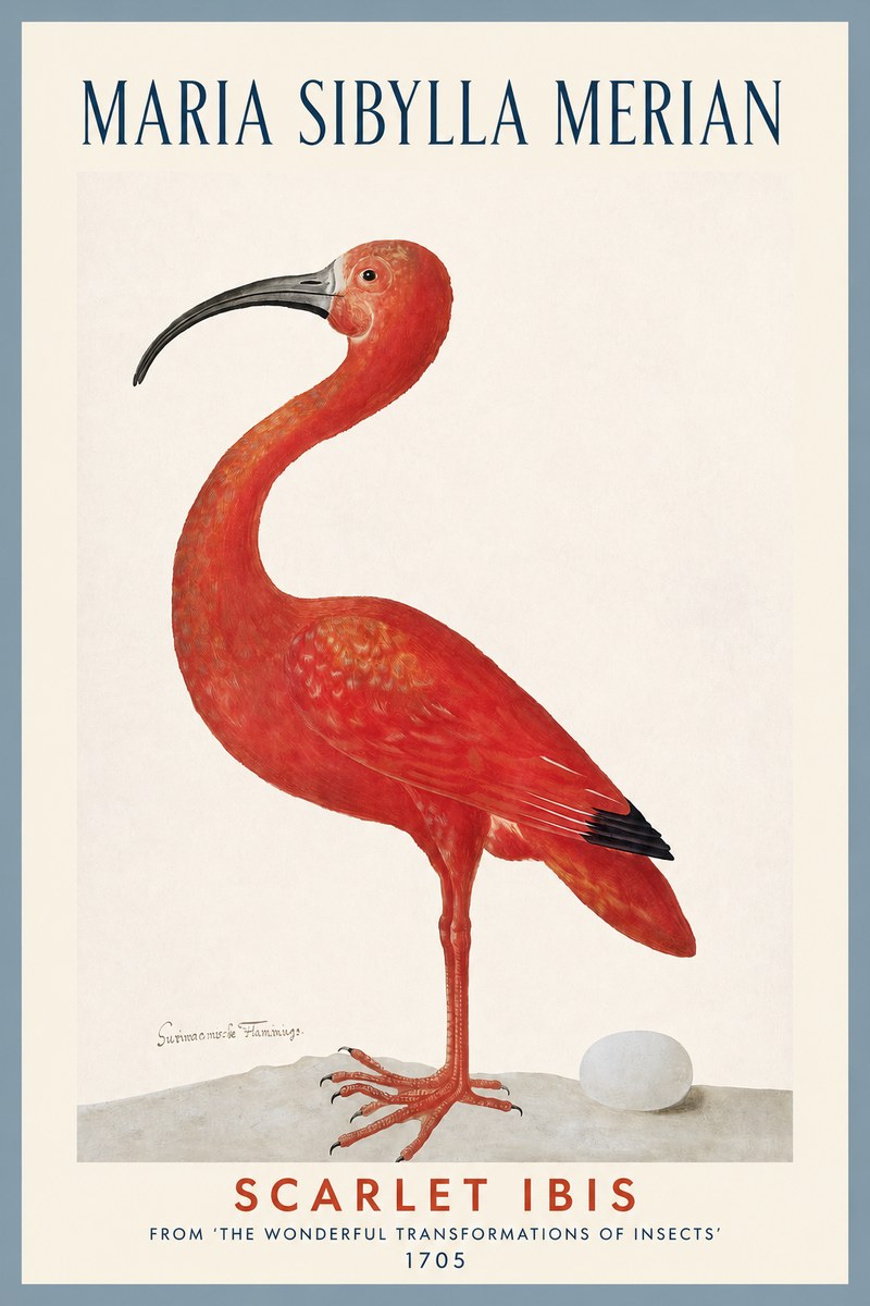 Maria Sibylla Merian Scarlet Ibis No2 - Poszter