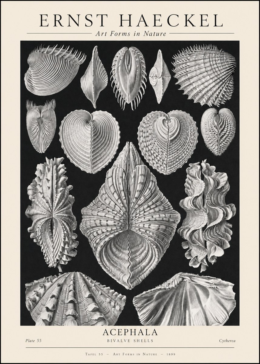 Ernst Haeckel Acephala — Brachiopods Plate 55 — Cytherea. No2 - Poszter