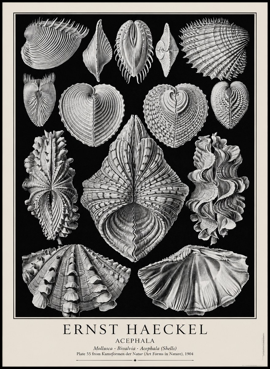 Ernst Haeckel Acephala — Brachiopods Plate 55 — Cytherea. No4 - Poszter