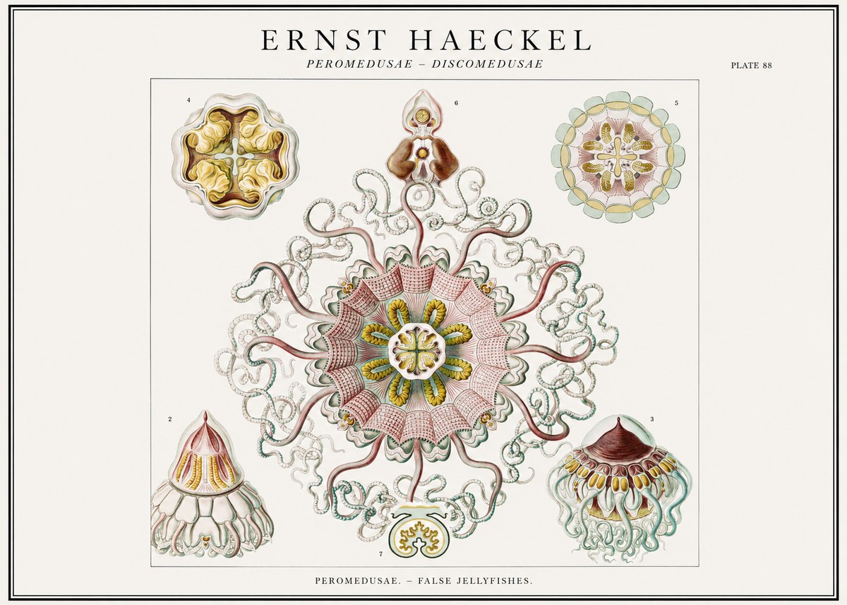 Ernst Haeckel Peromedusae – Discomedusae No1 - Poszter