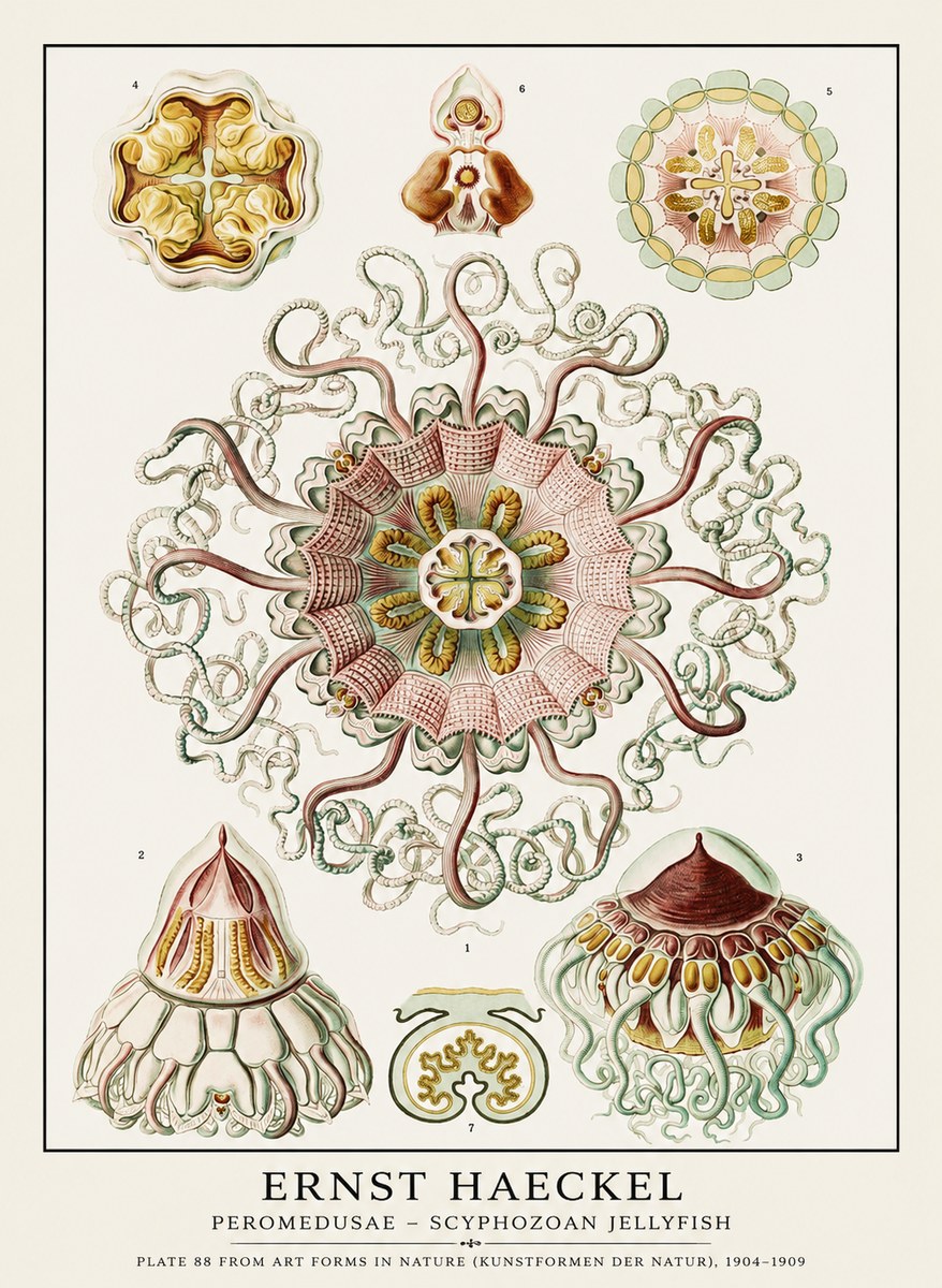 Ernst Haeckel Peromedusae – Discomedusae No3 - Poszter