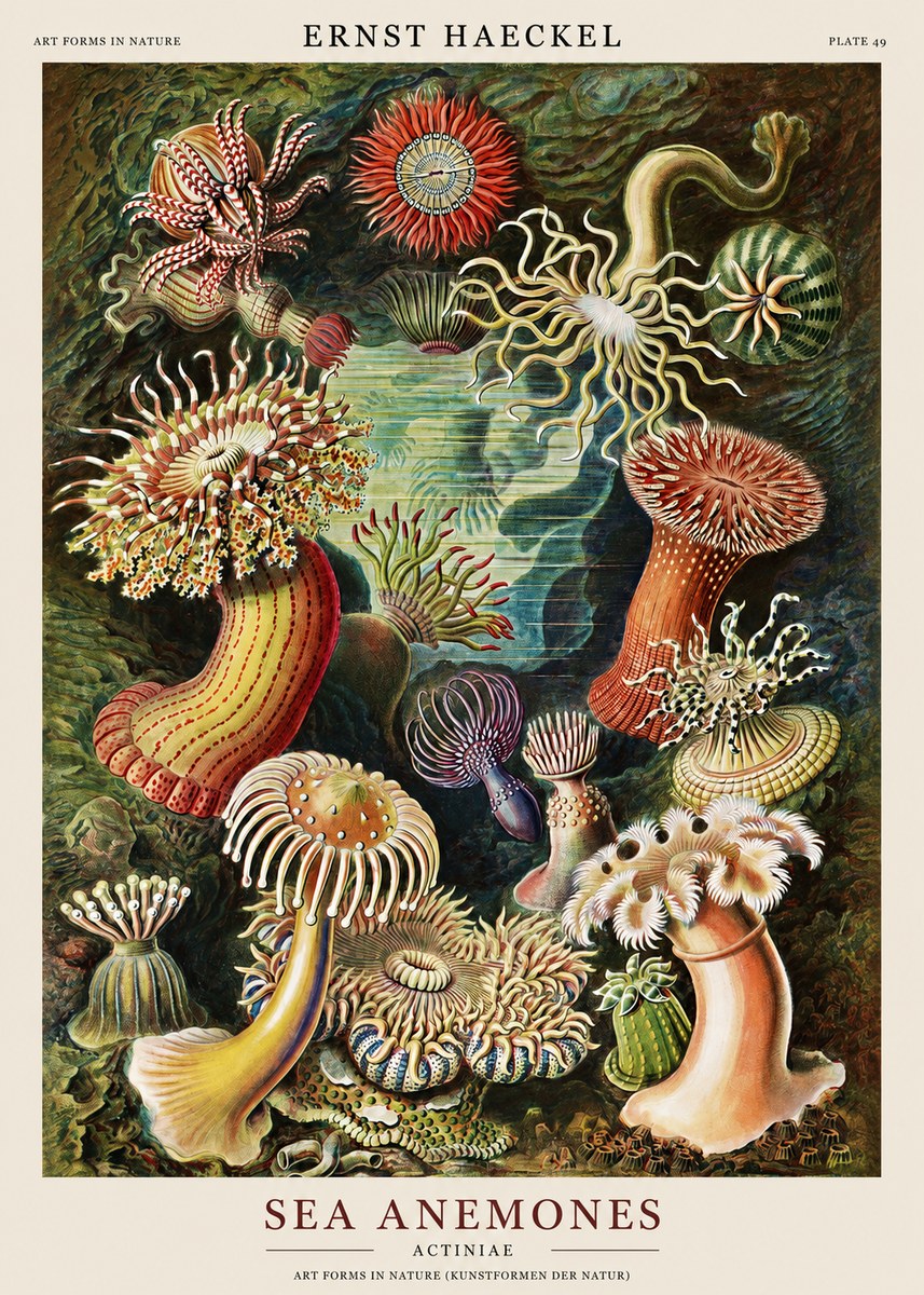 Ernst Haeckel Sea Anemones No1 - Poszter