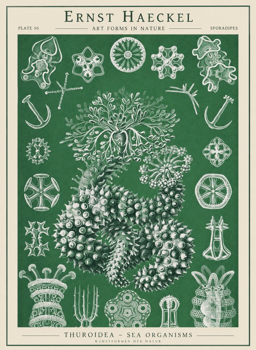 Ernst Haeckel Thuroidea - Sea Organisms No1 - Poszter