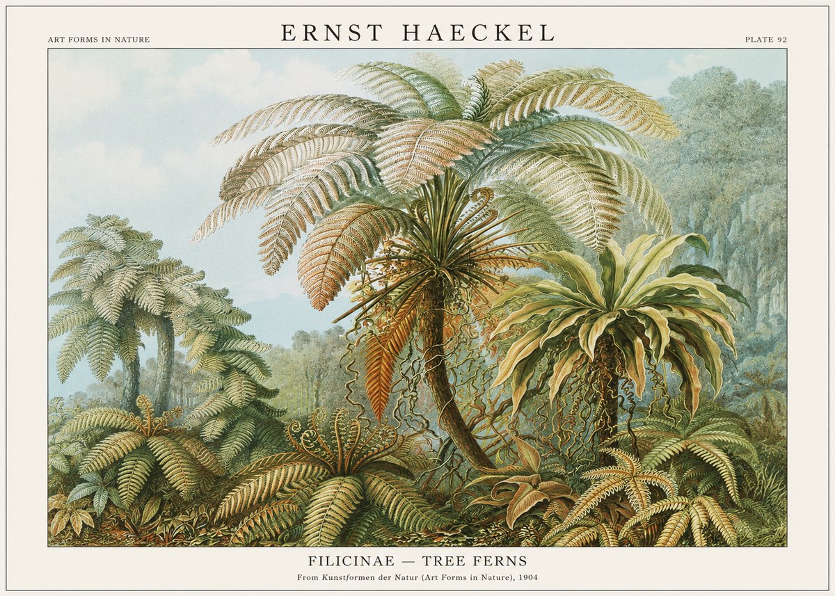 Ernst Haeckel Filicinae – Tree Ferns No1 - Poszter