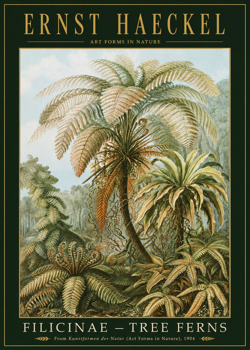 Ernst Haeckel Filicinae – Tree Ferns No2 - Poszter