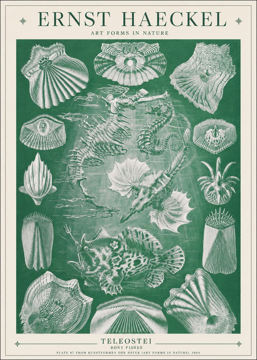 Ernst Haeckel Teleostei - Bony Fishes No1 - Poszter