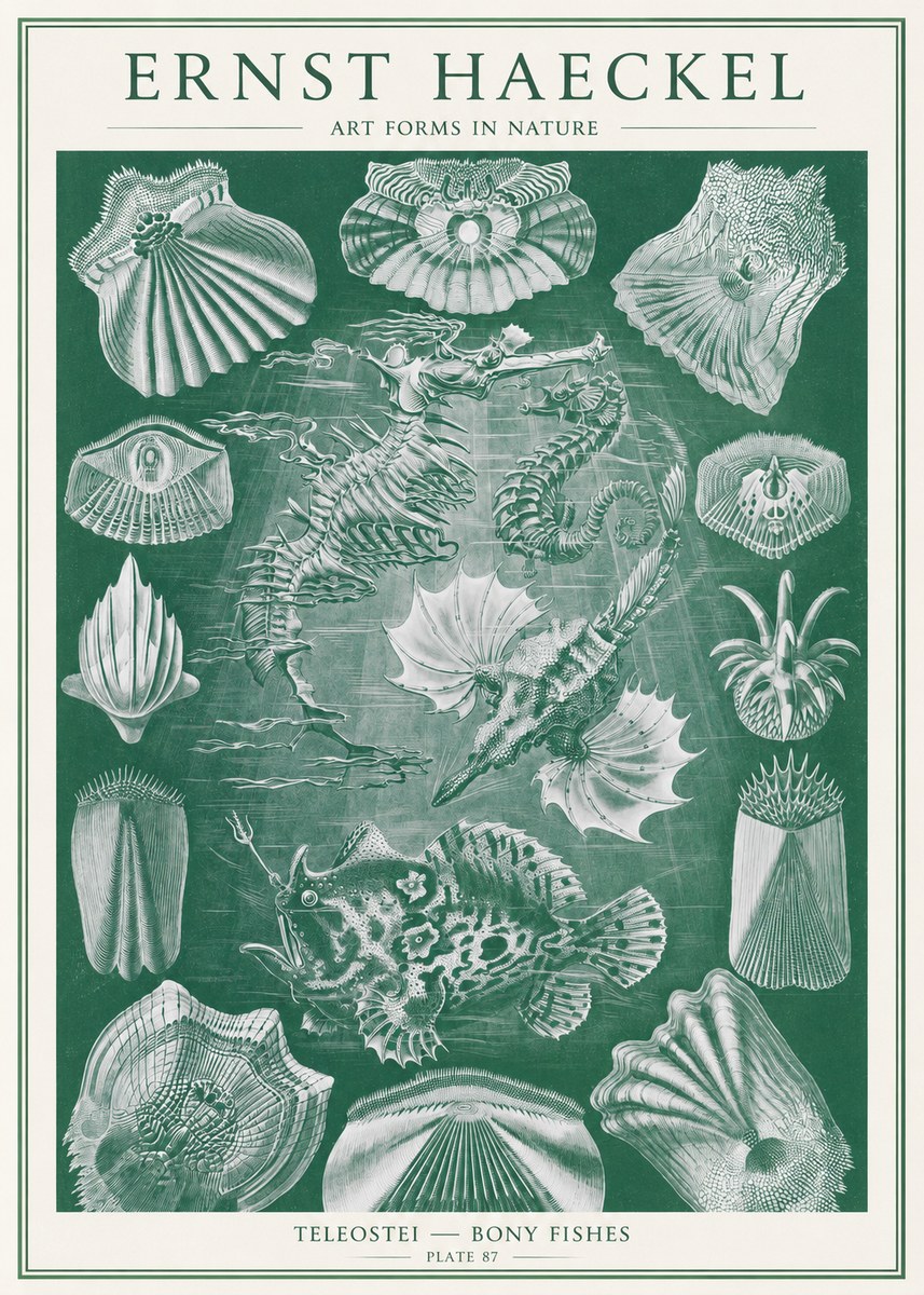 Ernst Haeckel Teleostei - Bony Fishes No2 - Poszter