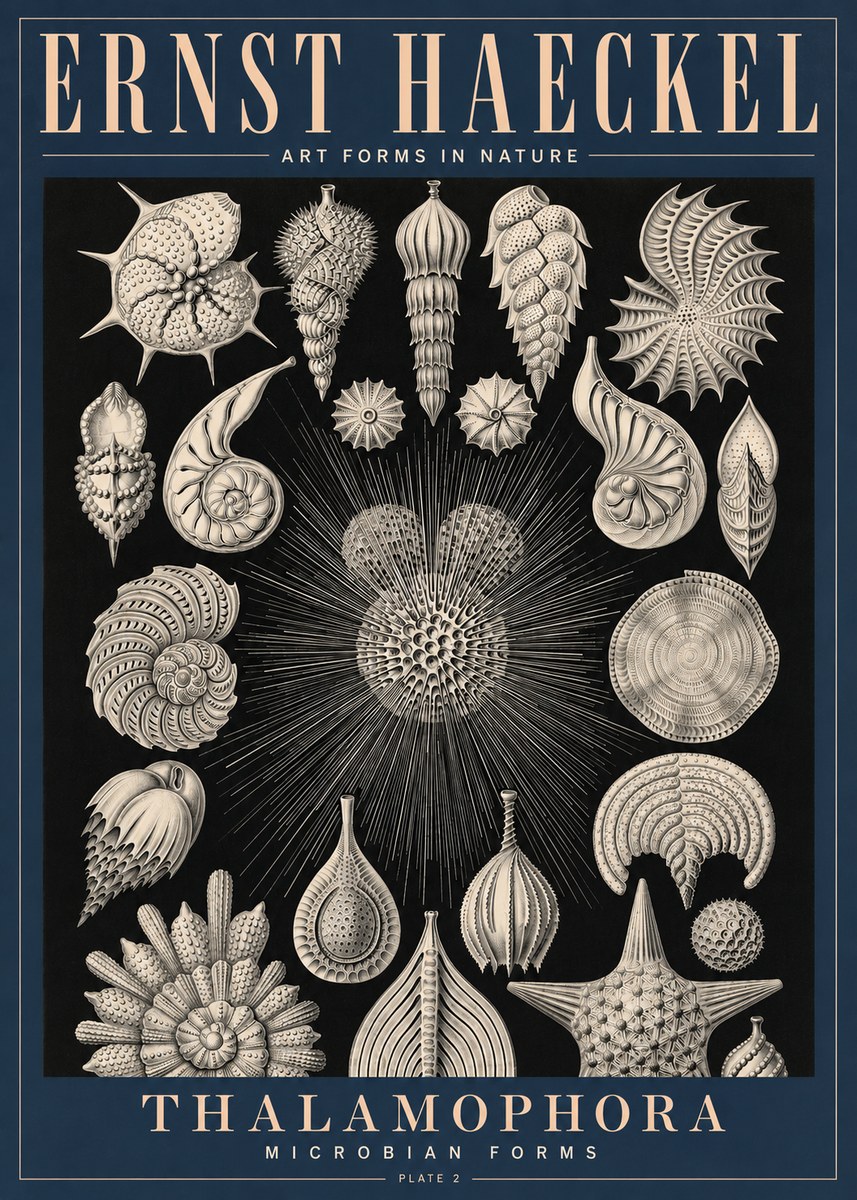 Ernst Haeckel Thalamophora - Microbian Forms - Plate 2 No4 - Poszter