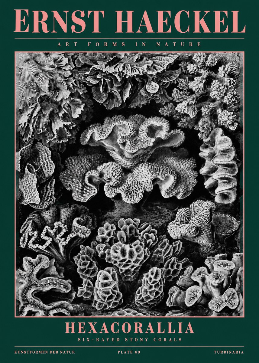 Ernst Haeckel Hexacorallia No2 - Poszter