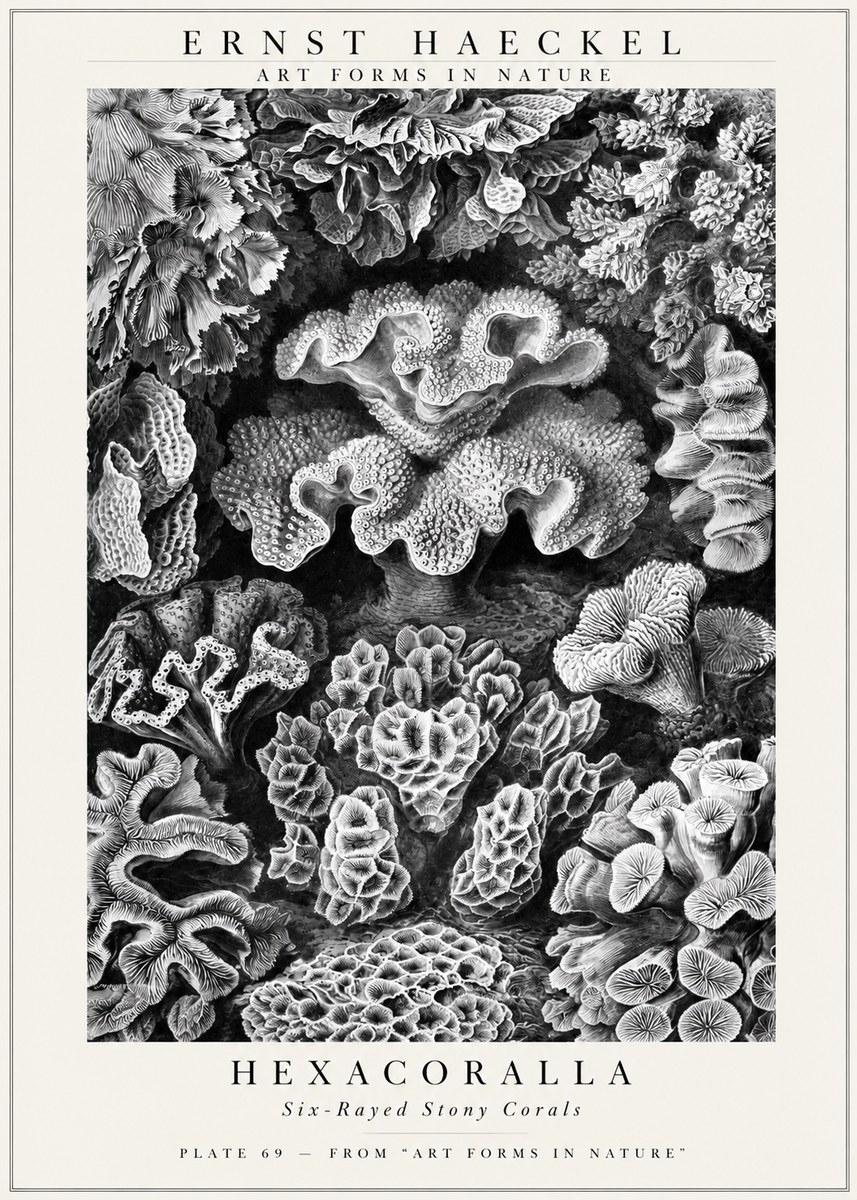 Ernst Haeckel Hexacorallia No3 - Poszter