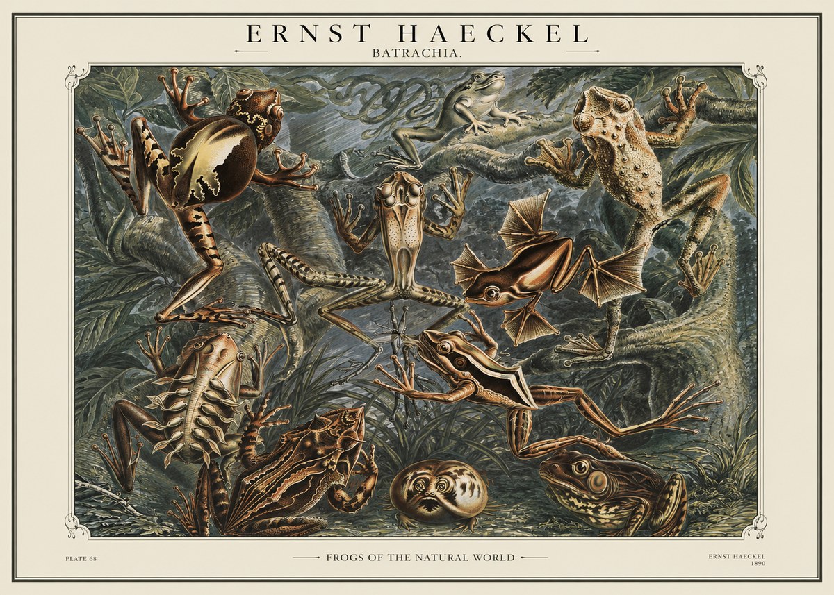 Ernst Haeckel Frogs of the Natural World No1 - Poszter