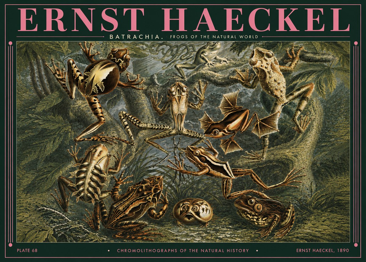 Ernst Haeckel Frogs of the Natural World No3 - Poszter