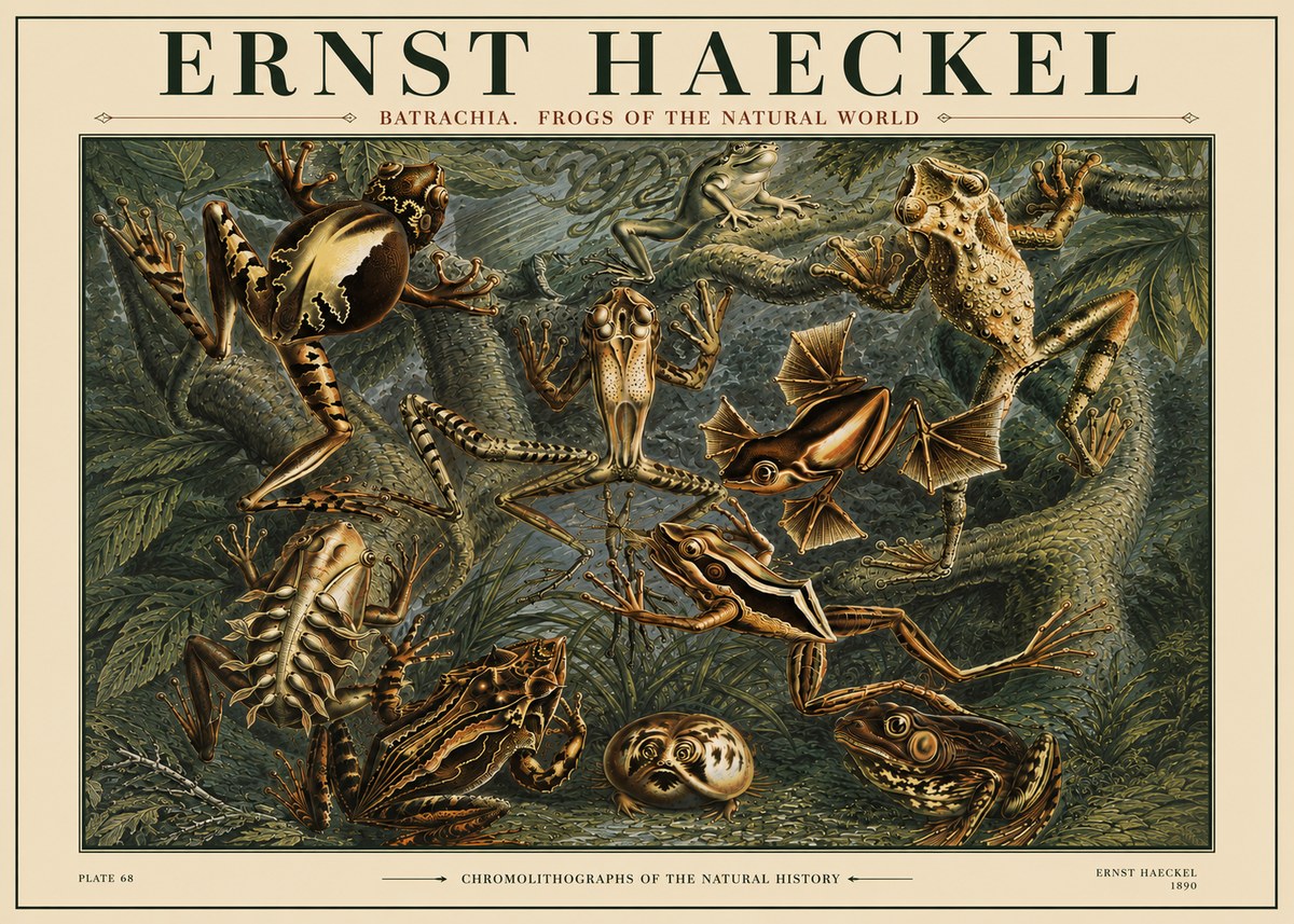 Ernst Haeckel Frogs of the Natural World No4 - Poszter