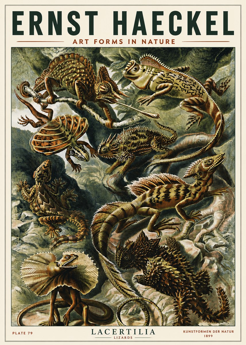 Ernst Haeckel Lacertilia Lizards No5 - Poszter