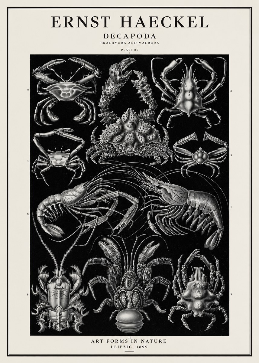 Ernst Haeckel Decapoda Brachyura and Macrura Plate 86 No1 - Poszter