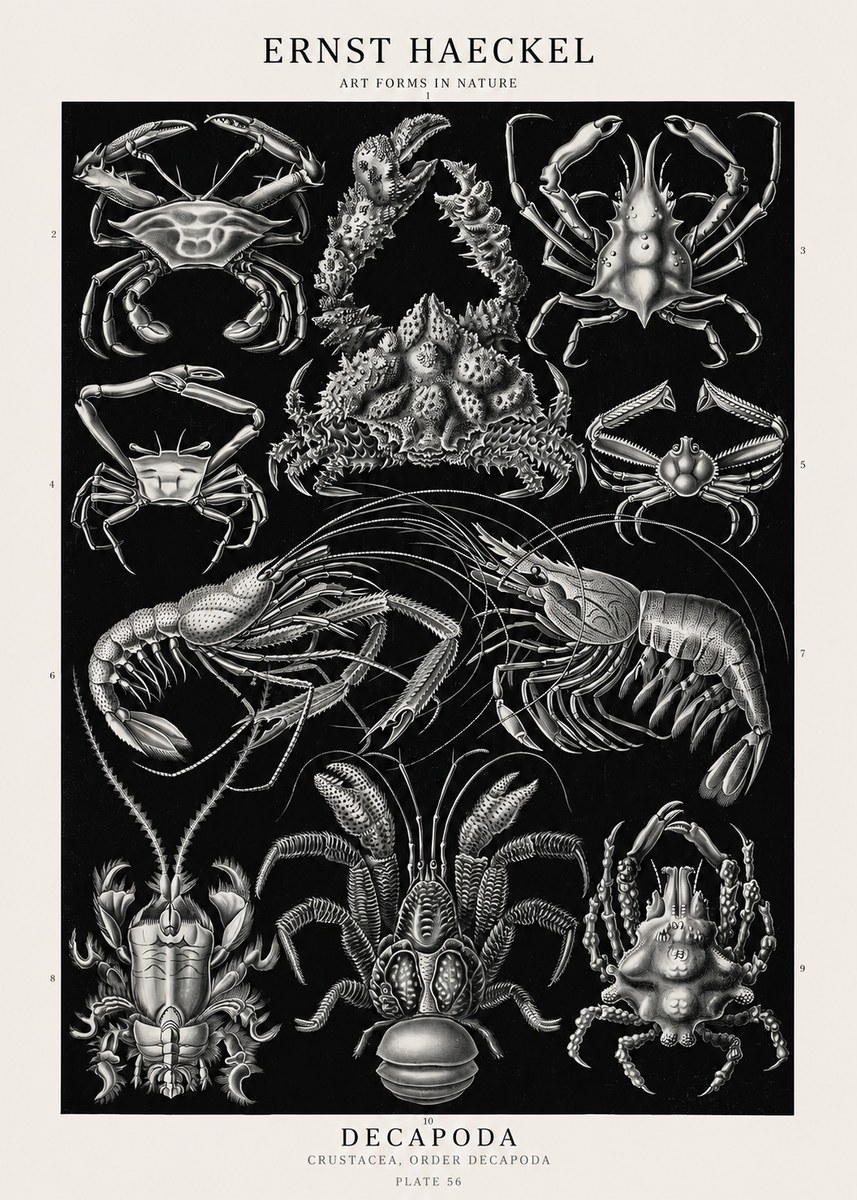 Ernst Haeckel Decapoda Brachyura and Macrura Plate 86 No3 - Poszter