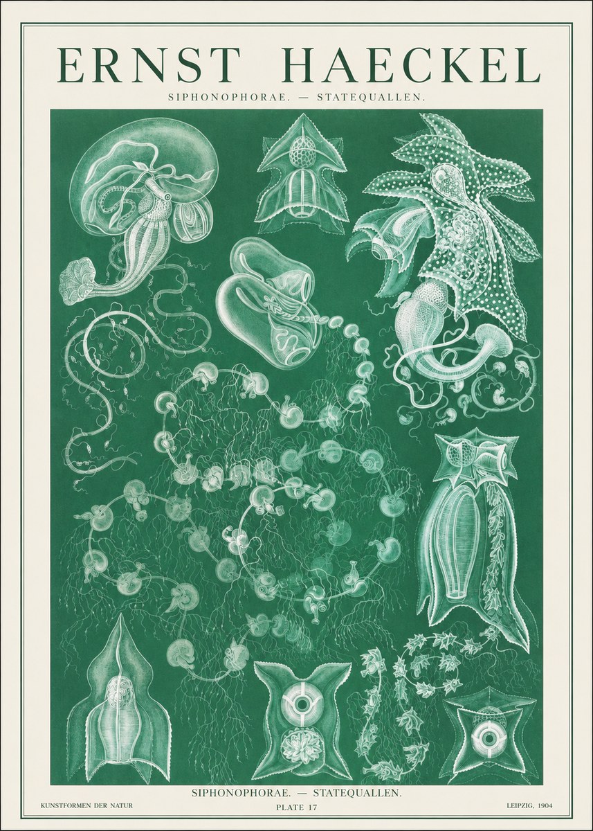 Ernst Haeckel Siphonophorae. — Statequallen. Plate 17 No1 - Poszter