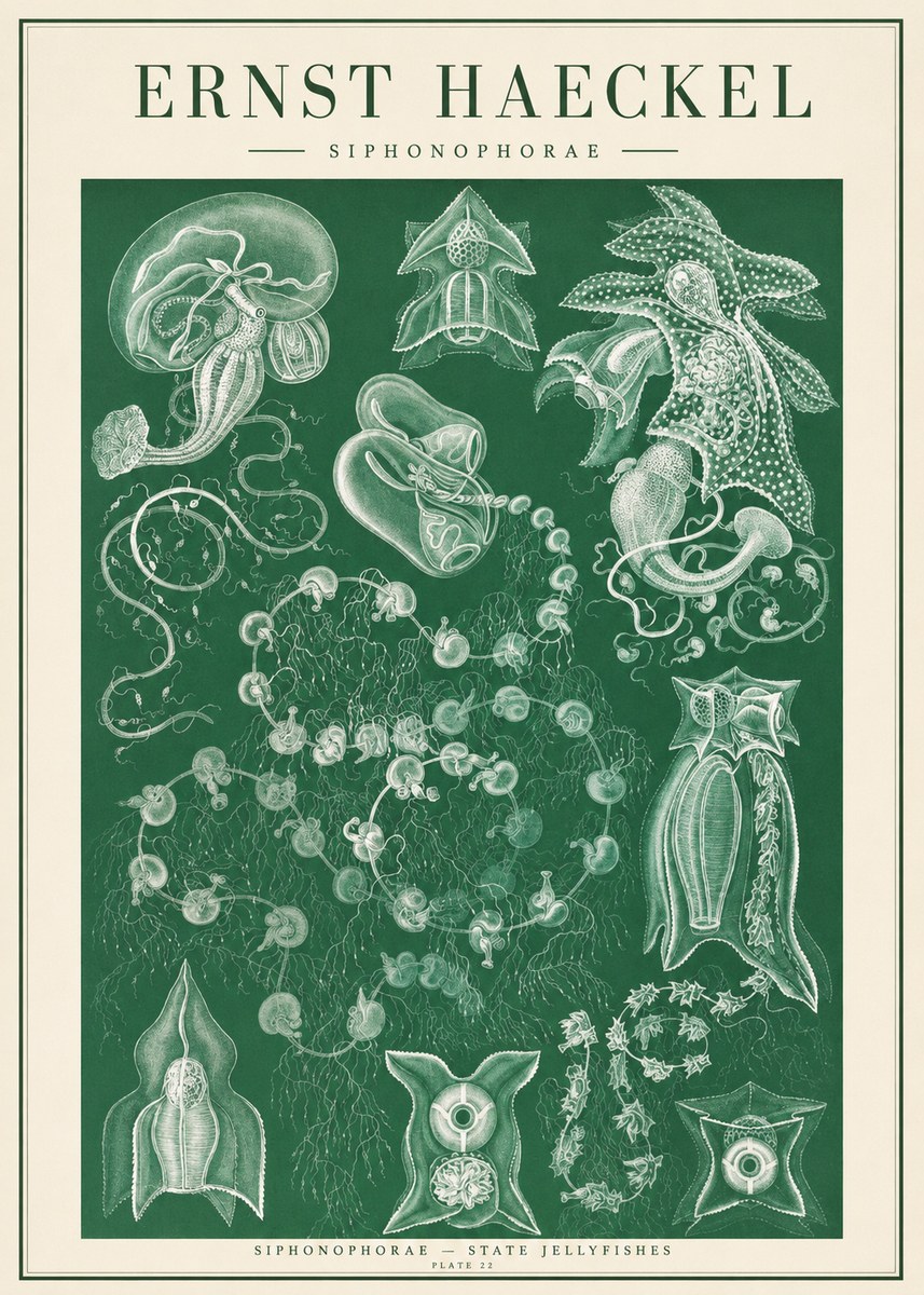 Ernst Haeckel Siphonophorae. — Statequallen. Plate 17 No2 - Poszter