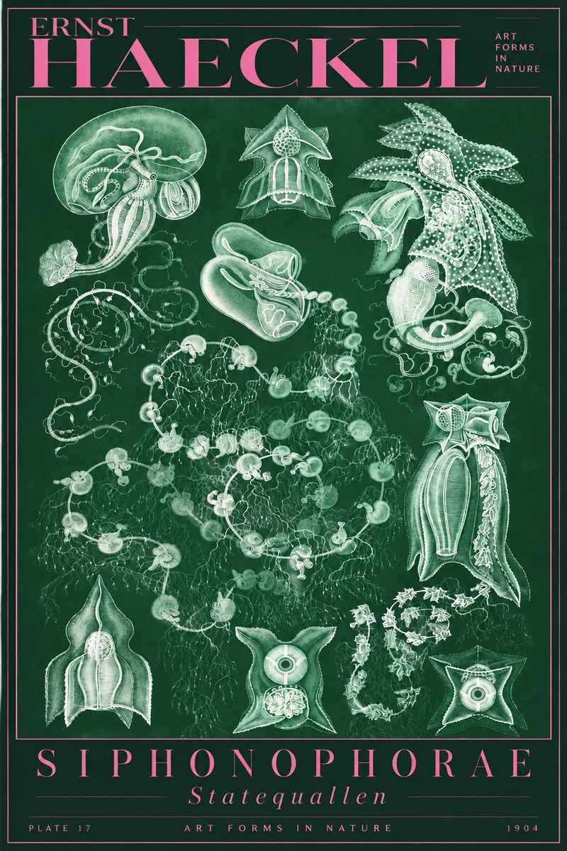 Ernst Haeckel Siphonophorae. — Statequallen. Plate 17 No5 - Poszter